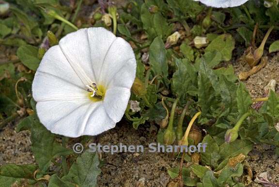 convolvulus arvensis 1 graphic